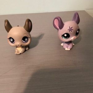 Lps chinchillas